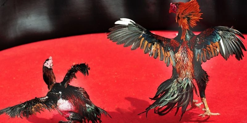  Nắm bắt tầm quan trọng của chợ tốt gà đá sóc trăng Rikvip